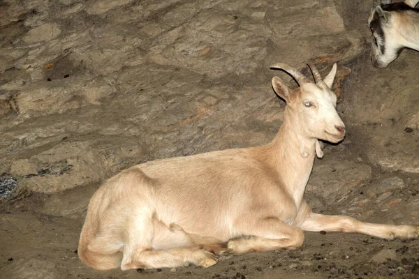 Capra Una Fattoria — Foto Stock