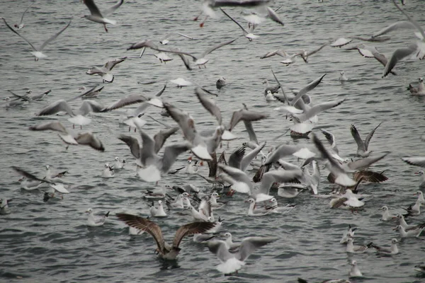 Sea Gulls Flying Sea — Stock Photo, Image