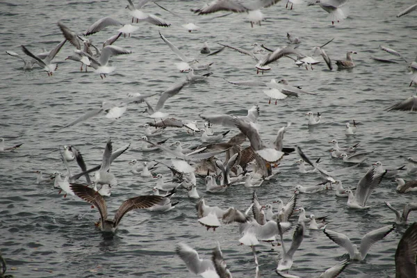 Gaviotas Volando Sobre Mar — Foto de Stock