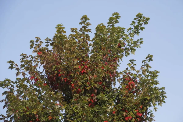 Arbre Dans Parc Urbain — Photo