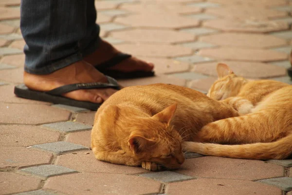 Katzen Auf Der Straße — Stockfoto