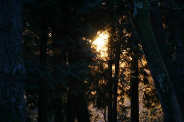 Bir kış gününde orman