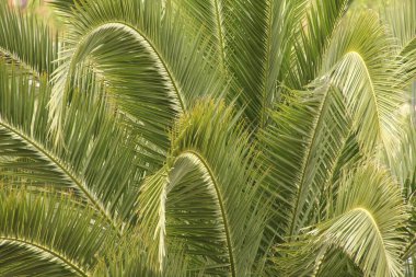 Bir palmiye ağacını kapat