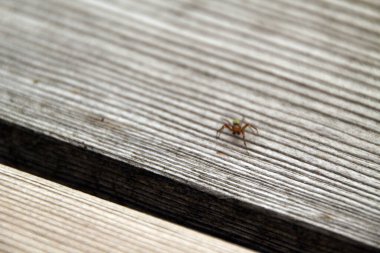 Tahta masadaki örümcek.