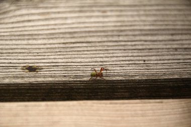 Tahta masadaki örümcek.