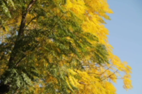 秋天的树上 — 图库照片