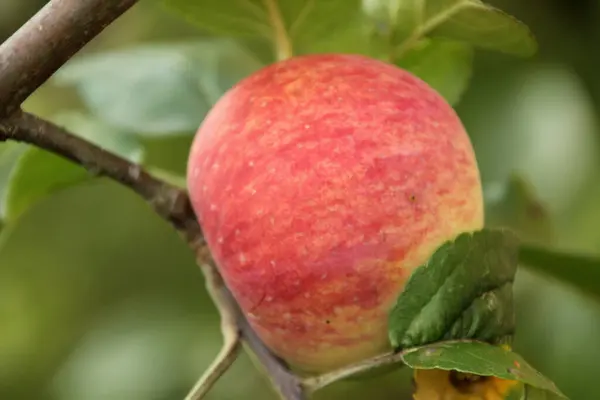 Manzana Roja Colgando Una Rama — Foto de Stock