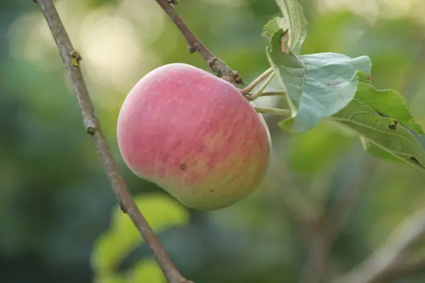 Manzana Roja Colgando Una Rama — Foto de Stock