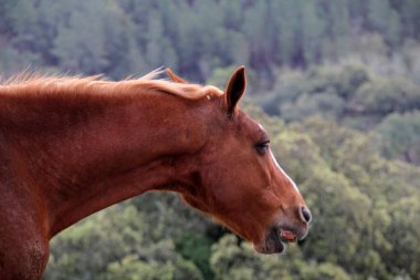Kırsalda kahverengi at