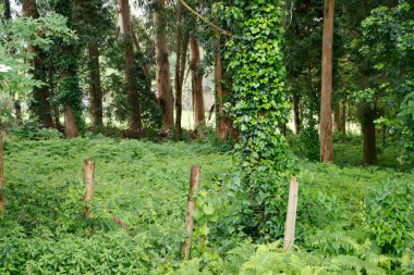 Bir şehir parkında bitki örtüsü