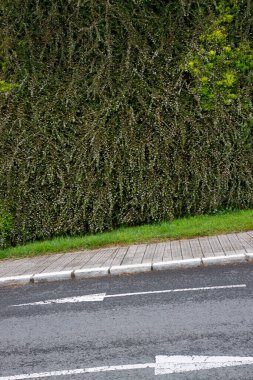 Bir şehir parkında bitki örtüsü