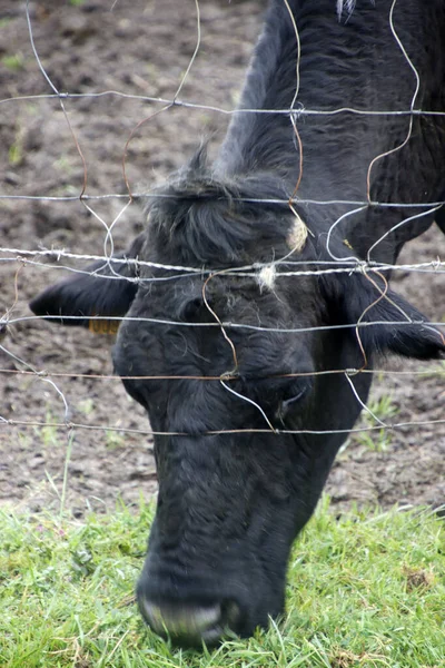 Cow Pasturing Meadow — Stock Photo, Image