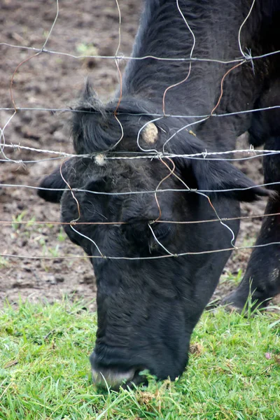 Cow Pasturing Meadow — Stock Photo, Image