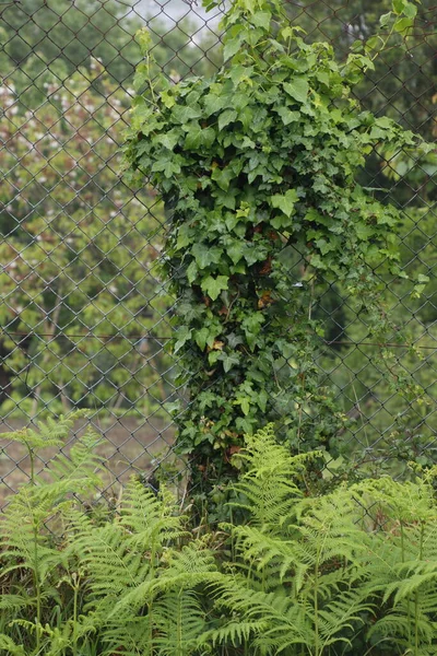 Vegetation Urban Park — Stock Photo, Image