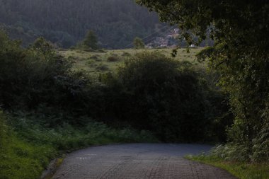 Bir yaz gününde orman