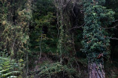 Bir yaz gününde orman