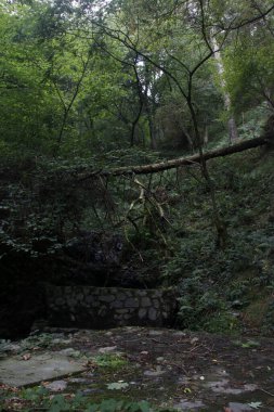 Bir yaz gününde orman