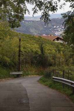 Bir şehir parkında bitki örtüsü