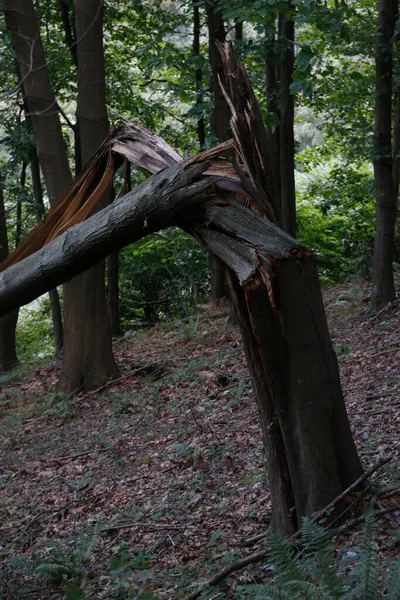 Skov Sommerdag - Stock-foto