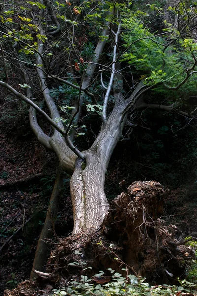 Skog Sommardag — Stockfoto