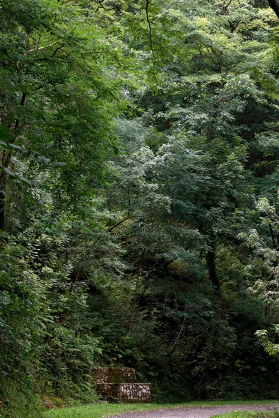 Bir Yaz Gününde Orman — Stok fotoğraf