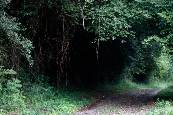 Caminho Floresta — Fotografia de Stock