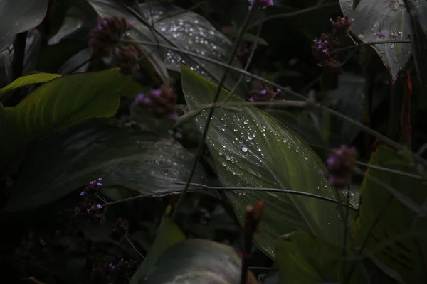 公园里的植物 — 图库照片