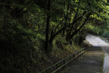 Bir şehir parkında bitki örtüsü