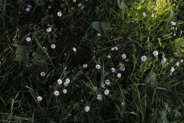 Bir şehir parkında bitki örtüsü