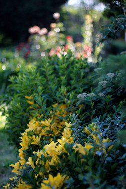 Şehir bahçesindeki bitkiler