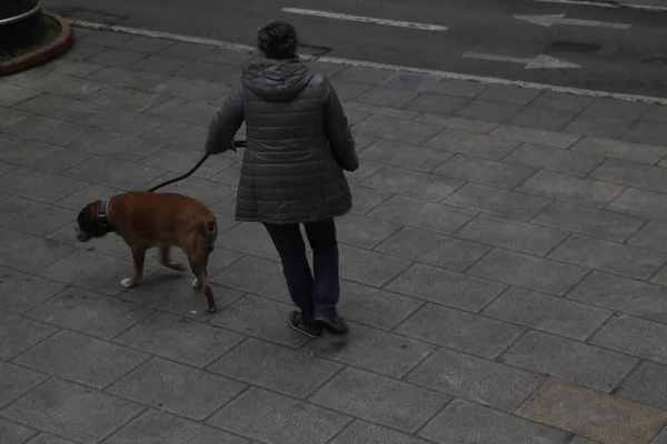 Cani Strada — Foto Stock