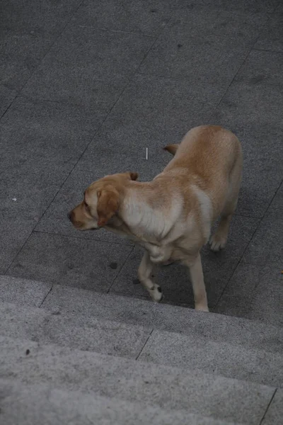 市内の犬は — ストック写真