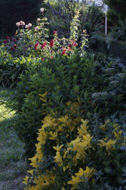 Bir şehir parkında bitki örtüsü