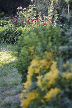 Şehir parkında çim