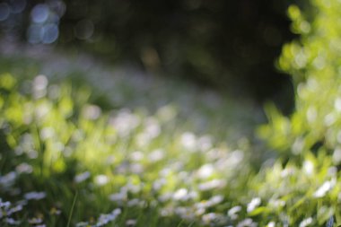 Şehir parkında çim