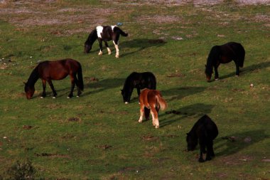 Tepede otlayan atlar