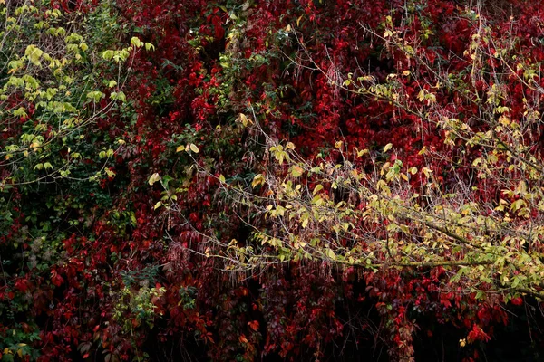 Cores Outono Floresta — Fotografia de Stock