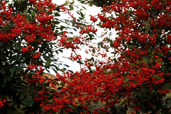 Colores Otoñales Bosque — Foto de Stock