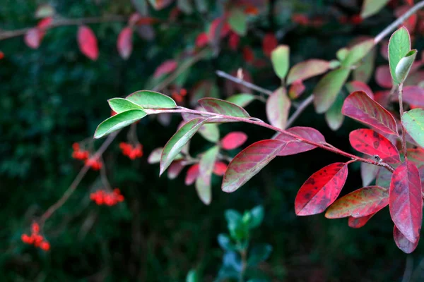 Colores Otoñales Bosque — Foto de Stock