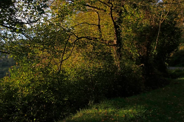 Park Miejski Rano — Zdjęcie stockowe