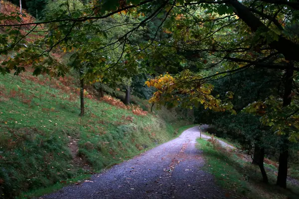 Herbstliche Farben Wald — Stockfoto