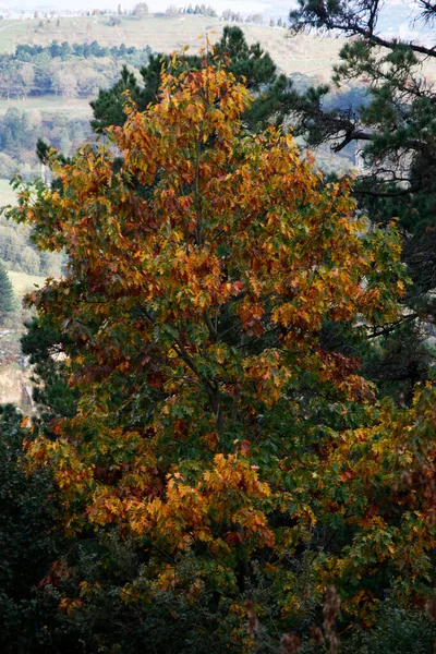 Cores Outono Floresta — Fotografia de Stock