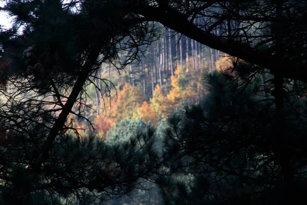 Automne Dans Les Bois — Photo