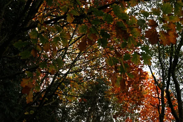 Herbstliche Farben Wald — Stockfoto