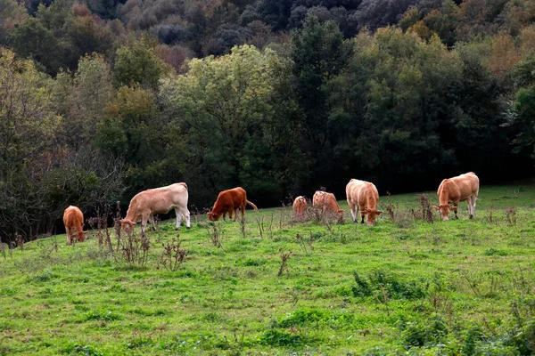 Caballos Pastando Colina —  Fotos de Stock