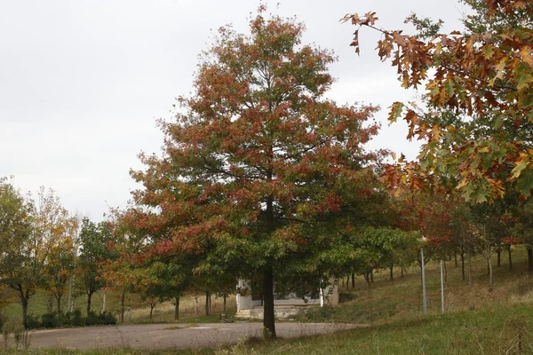 Kırsalda Bir Ağaç — Stok fotoğraf