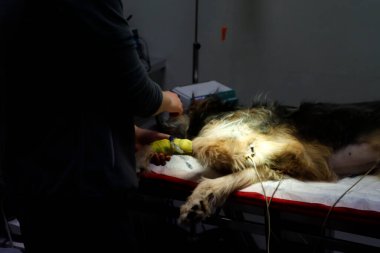 Ameliyathanede köpek var.