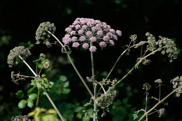 Vegetazione Parco Urbano — Foto Stock