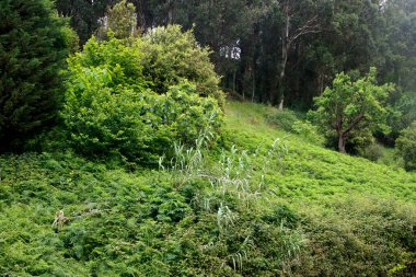 Şehir parkındaki ağaçlar