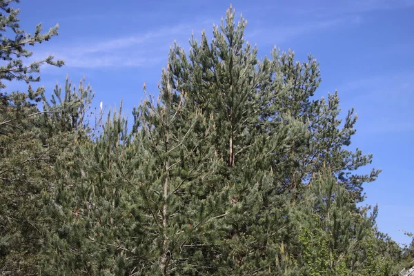 Trees Urban Park — Stock Photo, Image